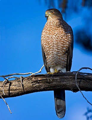 Coopers Hawk