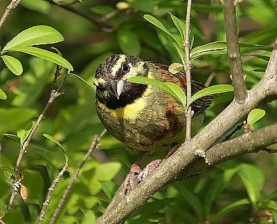 Emberiza cirlus