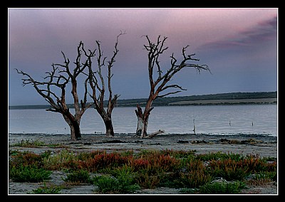 Sunset with dead trees