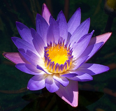 Waterlily 2