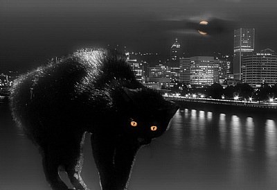 Scaredy Cat