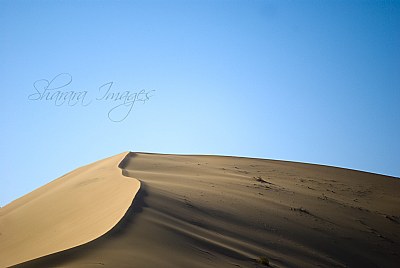 Desert's Shadow
