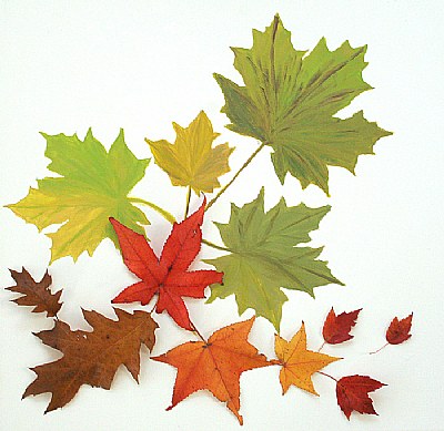 fall leaves