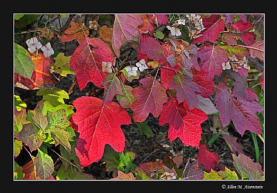 Autumn Leaves (d2907)