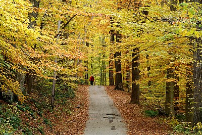 Walk in color