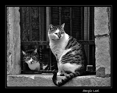 Cats of Venice