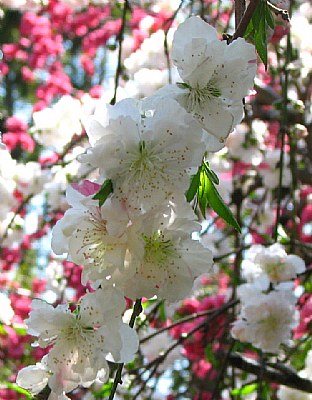 Peachy Blossoms