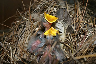 Newborn Birds