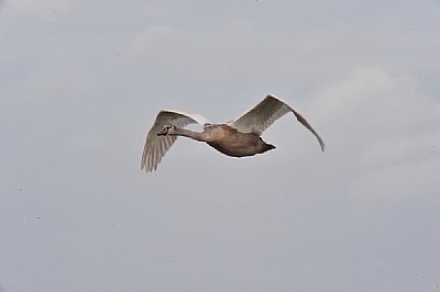 Flying swan