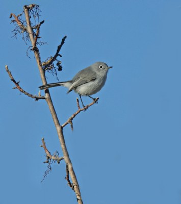 Blue-gray Gnatcatcher