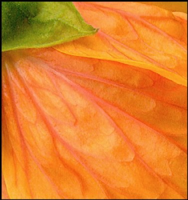 tangerine dream