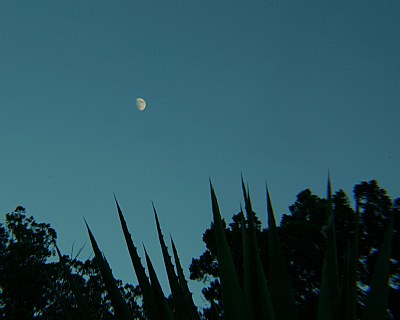 Moon over Cactus