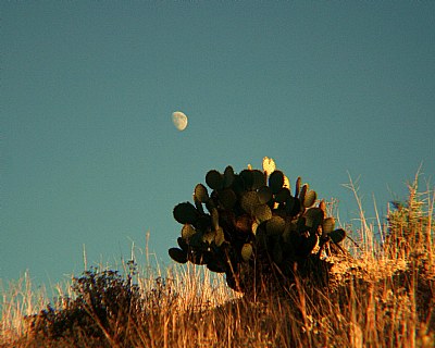 Moon over Cactus 2