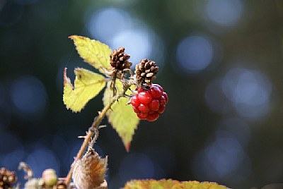 Last fruits of fall