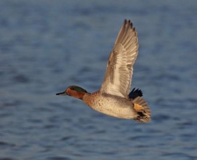 Green-winged Teal