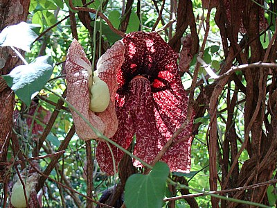 Strange Brazilian Flower