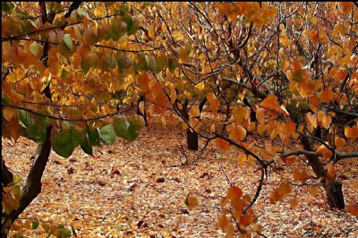 Autumn in Jordan..