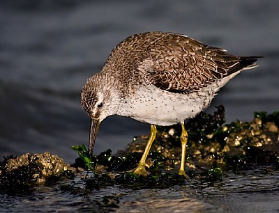 Red Knot 2