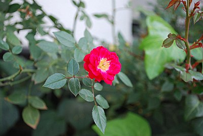 Miniature rose