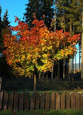 autumn tree