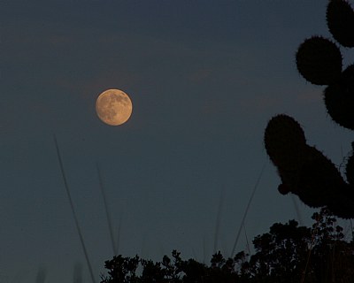 Moon over Cactus 3