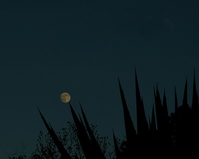 Moon touches cactus