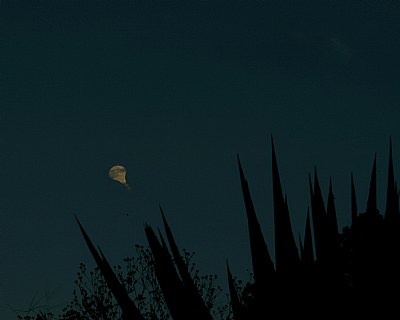 Moon touches cactus 2