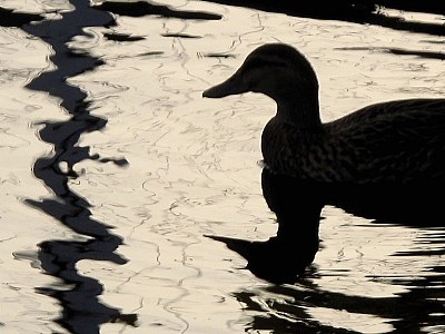 Duck Silhouette & Reflections