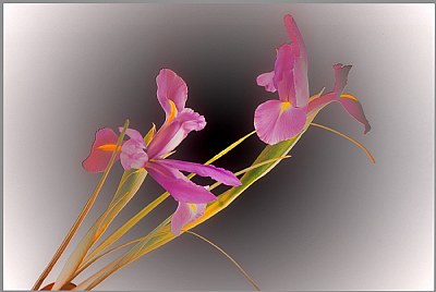 Graceful Iris 2