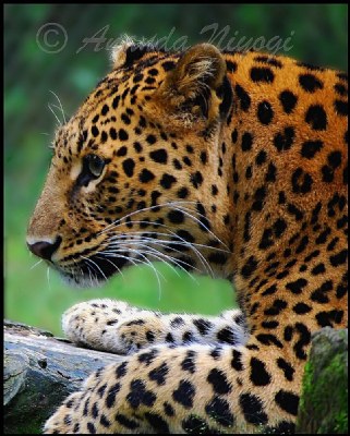 Indian Common Leopard