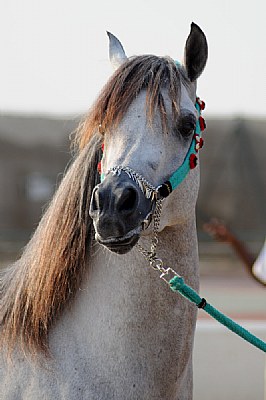 Arabian Horse2