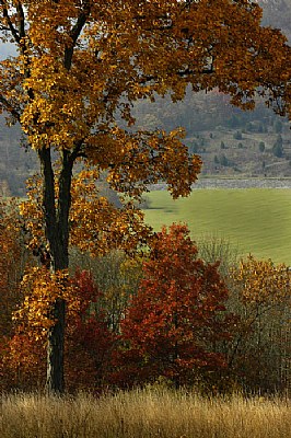 Dam Tree