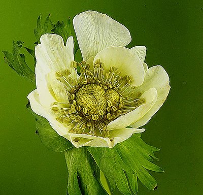 White Anemone