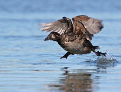 Surf Scoter