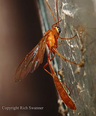 Aleiodes Wasp