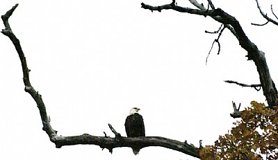 Eagle in an Autumn Oak Tree Frame, Fall of 2008