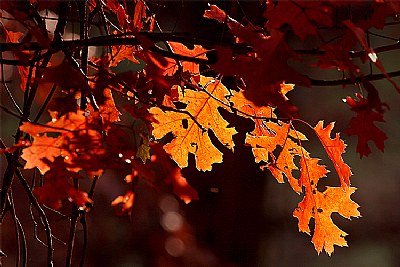 fall red oaks