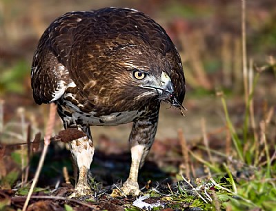 Red Tail Hawk Meal