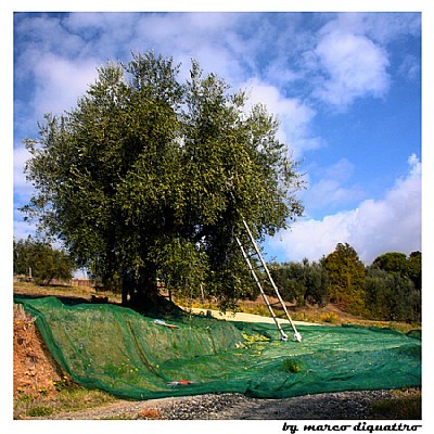 la raccolta delle olive (3)