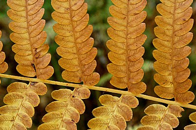 Free Falling #18: As the Fall Ferns