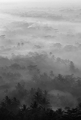 Jungle Fog