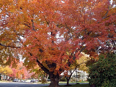 colorful tree