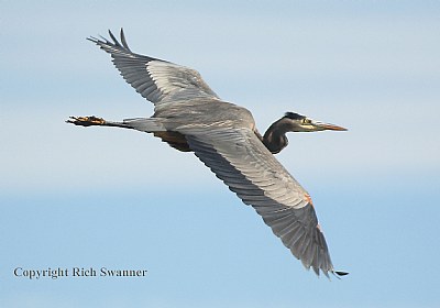 Great Blue Heron