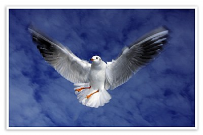 Flying 1 ( pose in the air )