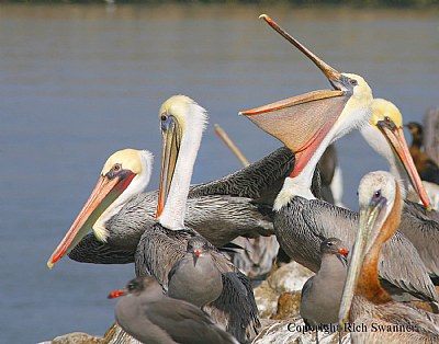 Pelican Club