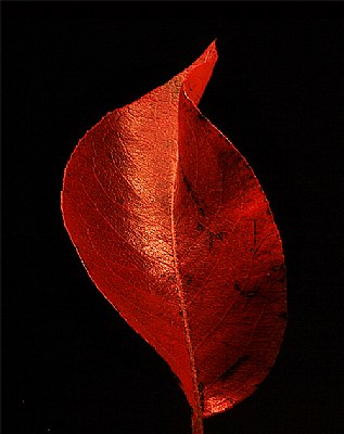 leaf of pear