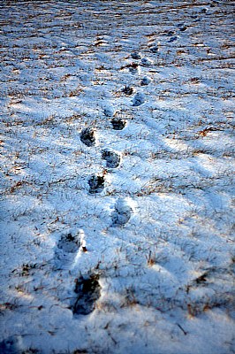 Steps in the snow