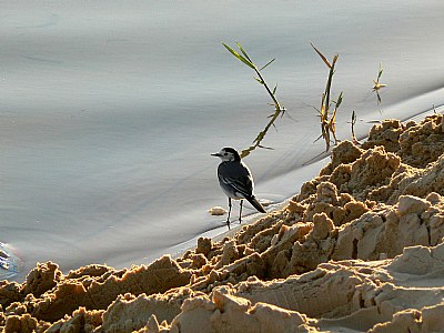 The lonely bird