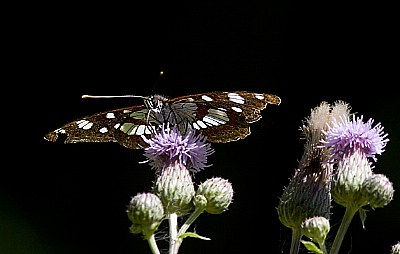 limenitis reducta