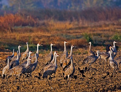 Sandhill Cranes AM meal